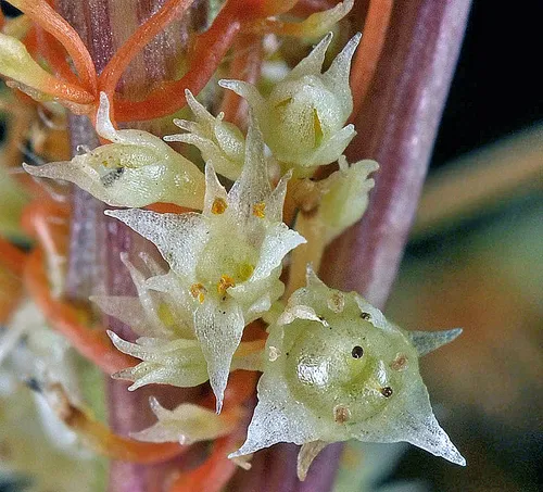 mountain dodder