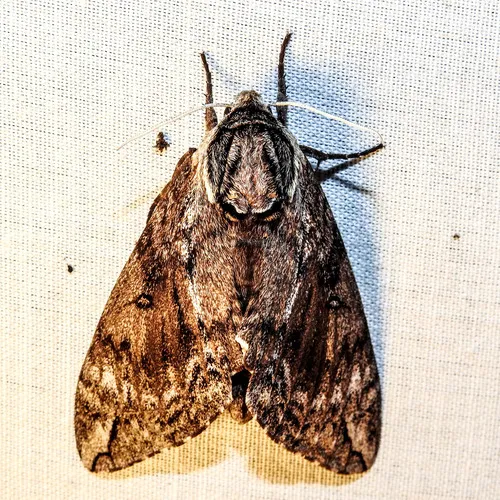 Catalpa Sphinx
