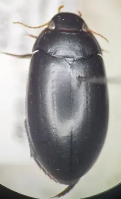 Nartus sinuatus thumbnail 3