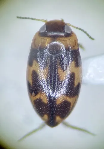 Neoclypeodytes ornatellus