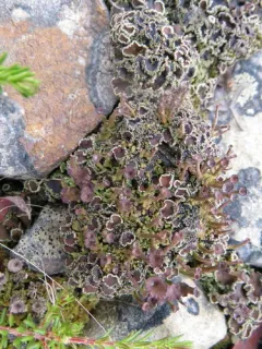 Green Moss-shingle Lichen thumbnail 4