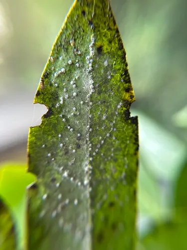 California Laurel Aphid