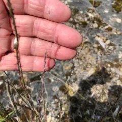 little bluestem thumbnail 3