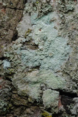 rim lichen