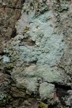 rim lichen thumbnail 1
