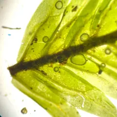 Maidenhair Pocket Moss thumbnail 4