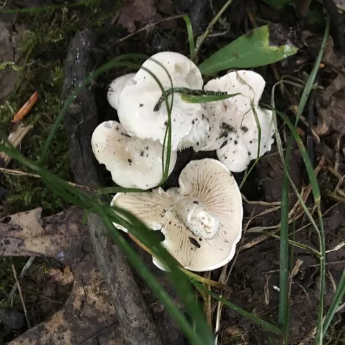 Sweetbread Mushroom