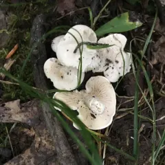 Sweetbread Mushroom thumbnail 1