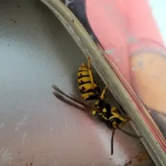 German Yellowjacket thumbnail 5