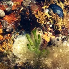 Dead Man's Fingers thumbnail 3