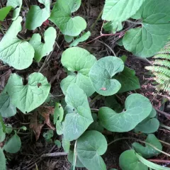 Canadian wild ginger thumbnail 2