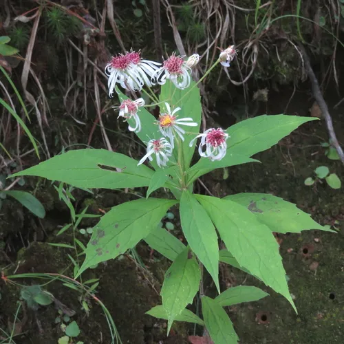 whorled wood aster