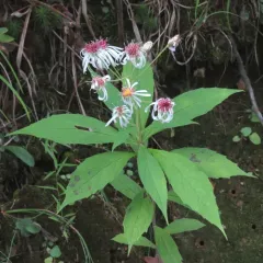 whorled wood aster thumbnail 1