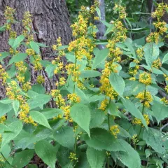broad-leaved goldenrod thumbnail 3
