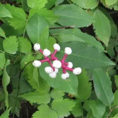 white baneberry thumbnail 2