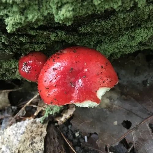 emetic russula