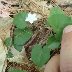 dewdrop thumbnail 1