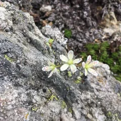 Mat Saxifrage thumbnail 3