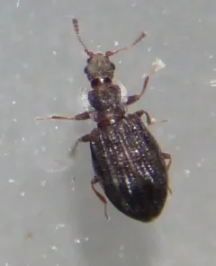 Swollen Fungus Beetle thumbnail 2