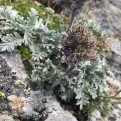 Silky Phacelia thumbnail 2