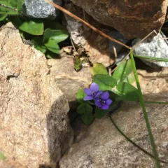 American alpine speedwell thumbnail 2