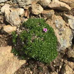 Moss Campion thumbnail 2
