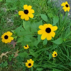 brown-eyed Susan thumbnail 4
