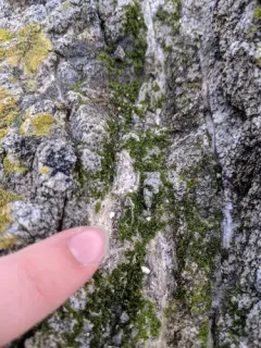 Prasiola crispa thumbnail 4