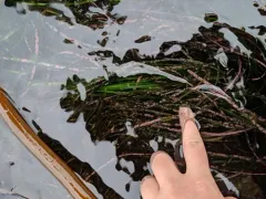 Surfgrass encrusting alga thumbnail 4