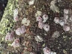 Cottony Maple Leaf Scale thumbnail 2