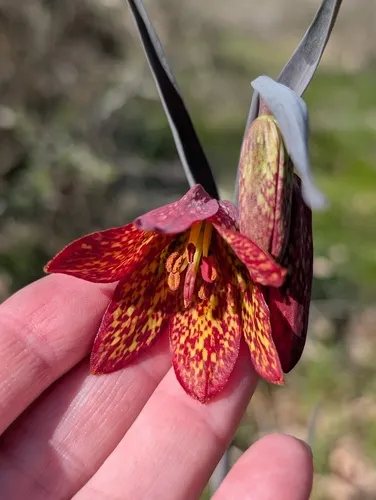 Gentner's fritillary