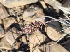 Baffin Fescue thumbnail 3