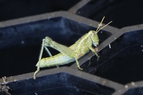 Fuzzy Olive-Green Grasshopper