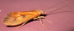 Pycnopsyche limbata thumbnail 3
