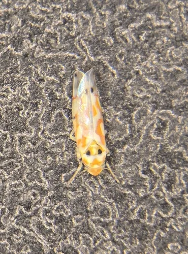 Erythroneura coloradensis