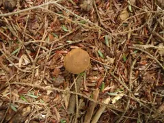 Elaphomyces verruculosus thumbnail 2