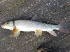 Tyee Sucker thumbnail 3
