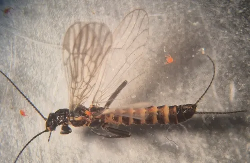 Colorado Snowfly