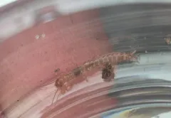 Haploembia solieri thumbnail 1