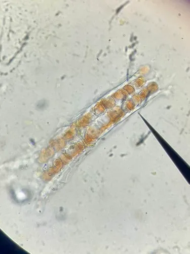 Wildemania occidentalis