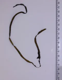 Beanweed thumbnail 4