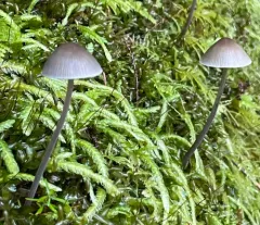 Mycena hudsoniana thumbnail 3