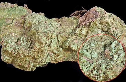 Trapeliopsis gelatinosa