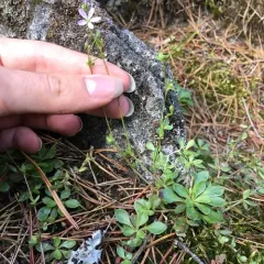 Small-leaved Blinks thumbnail 2