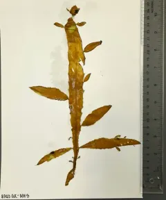 Desmarestia herbacea thumbnail 3