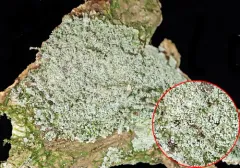 Lesser Lichen Vulgaris thumbnail 1