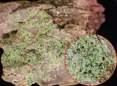 Chrismofulvea dialyta thumbnail 3