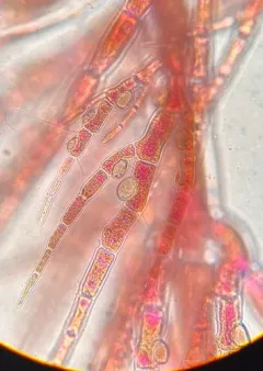 Scagelia pylaisaei thumbnail 2