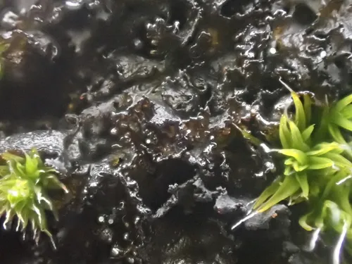 Scytinium californicum