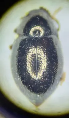 Lioligus nitidus thumbnail 3